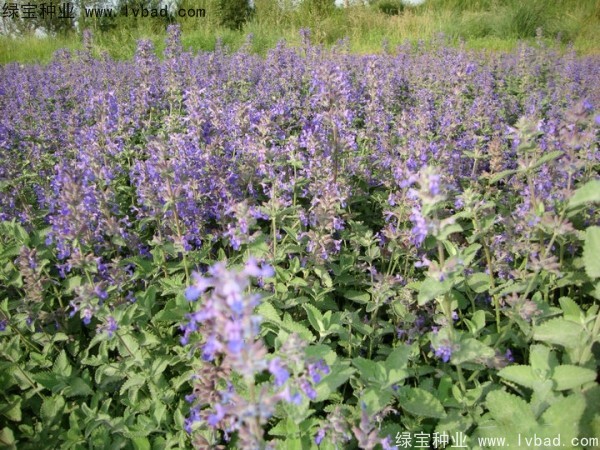 留蘭香<a href='http://m.wuzhouwash.com/caohuazhongzi/1023.html' target='_blank'>薄荷</a><a href='http://m.wuzhouwash.com/' target='_blank'>種子</a>