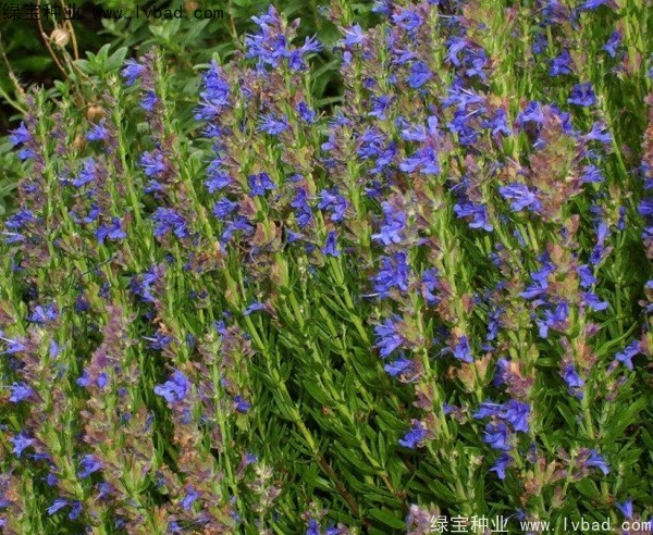 <a href='http://m.wuzhouwash.com/caohuazhongzi/1581.html' target='_blank'>留蘭香薄荷</a>圖片