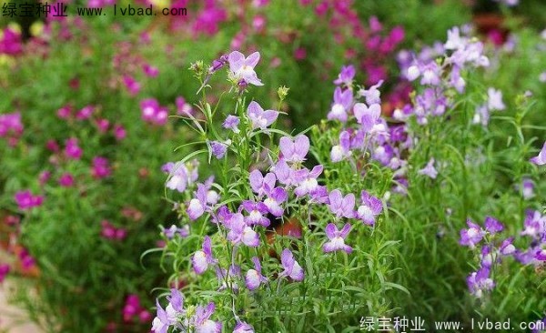 柳穿魚圖片