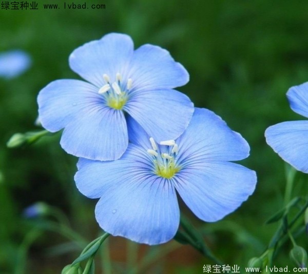 <a href='http://m.wuzhouwash.com/caohuazhongzi/1585.html' target='_blank'>六倍利</a><a href='http://m.wuzhouwash.com/' target='_blank'>種子</a>