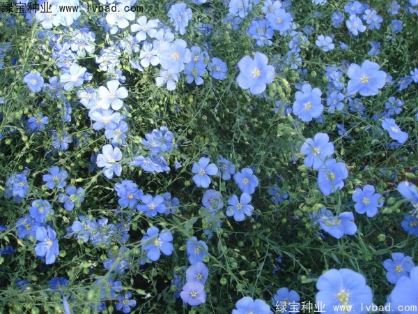 <a href='http://m.wuzhouwash.com/caohuazhongzi/1585.html' target='_blank'>六倍利種子</a>