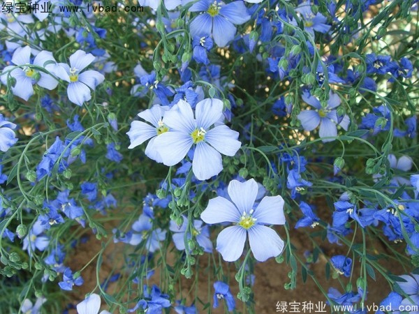 六倍利<a href='http://m.wuzhouwash.com/' target='_blank'>種子</a>