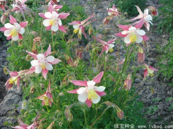 耬斗菜圖片