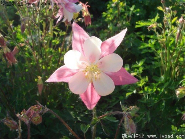 耬斗菜圖片