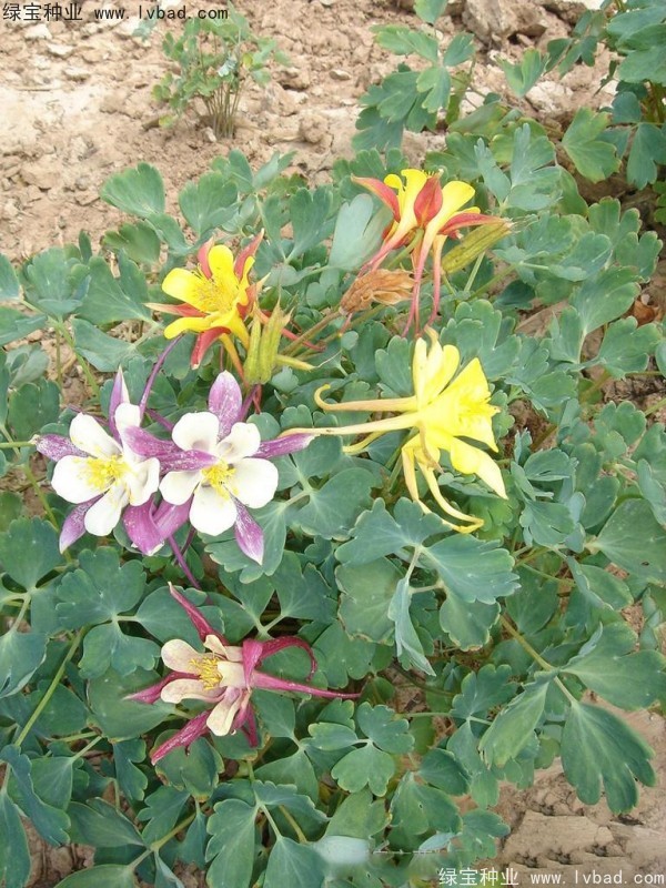 耬斗菜圖片