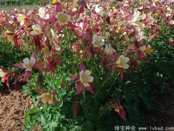 耬斗菜圖片