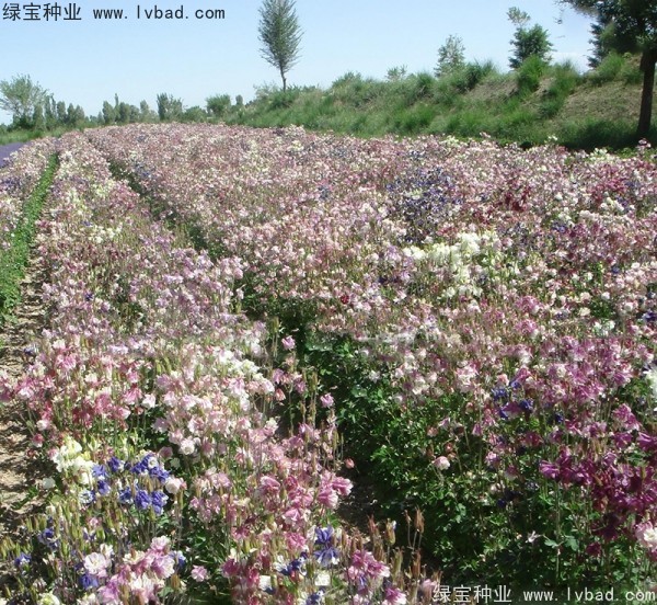 耬斗菜圖片
