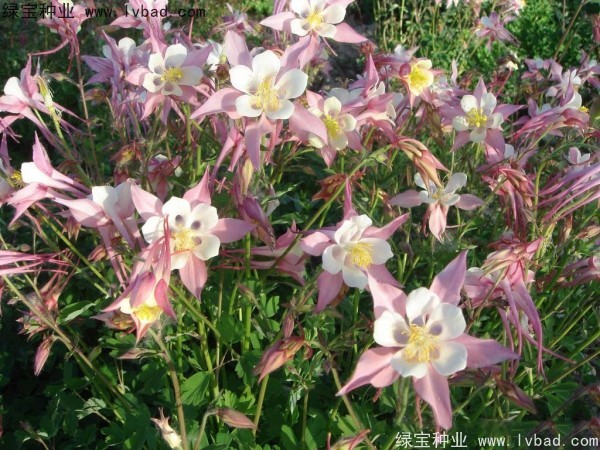 耬斗菜圖片