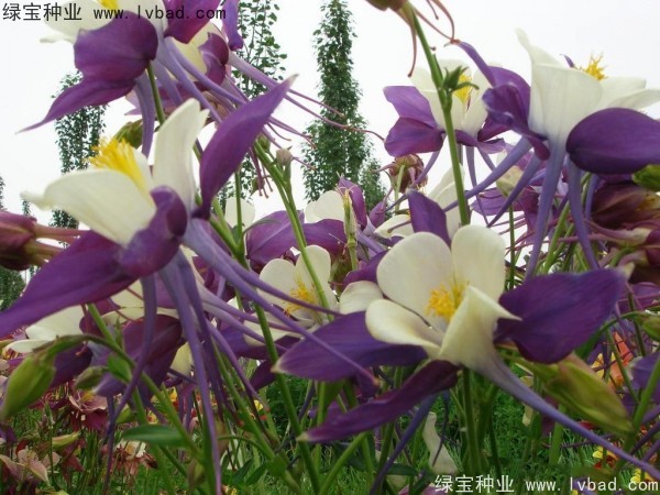 耬斗菜圖片
