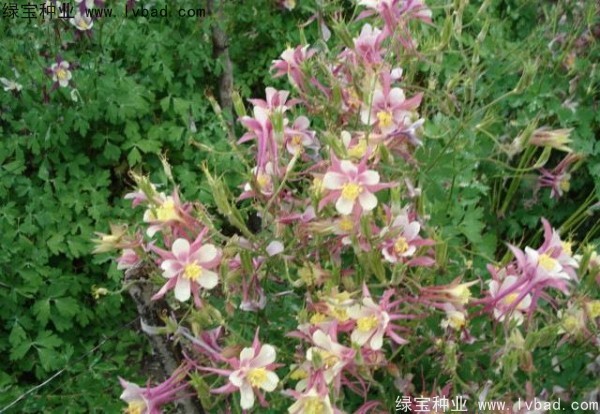 耬斗菜圖片