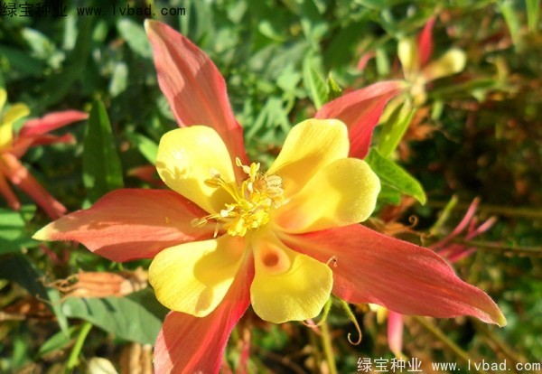 耬斗菜圖片