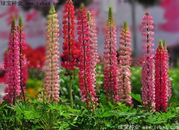 魯冰花圖片