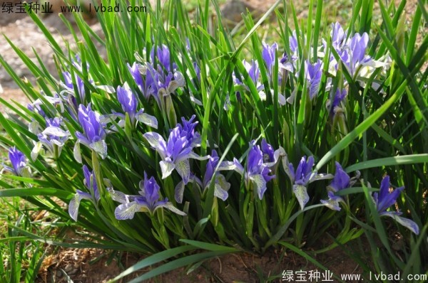 馬蘭種子