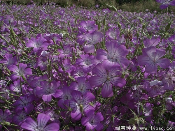 <a href='http://m.wuzhouwash.com/caohuazhongzi/1594.html' target='_blank'>麥仙翁</a><a href='http://m.wuzhouwash.com/' target='_blank'>種子</a>