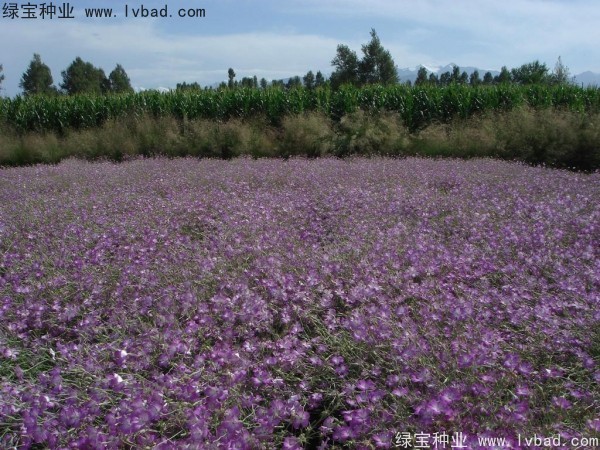 <a href='http://m.wuzhouwash.com/caohuazhongzi/1594.html' target='_blank'>麥仙翁</a><a href='http://m.wuzhouwash.com/' target='_blank'>種子</a>