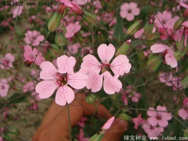 滿天星種子