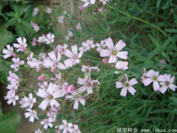 滿天星種子
