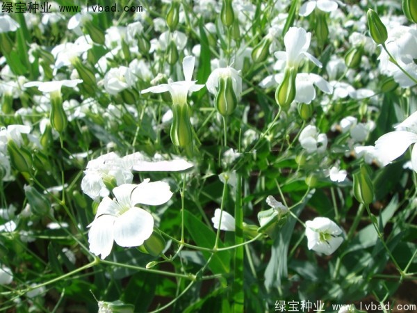 滿天星種子