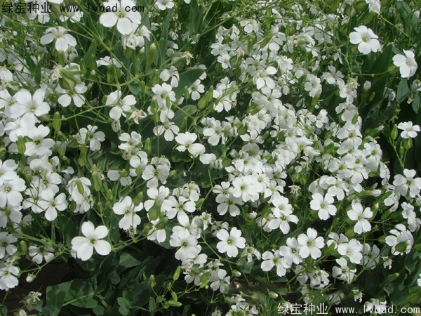 滿天星種子