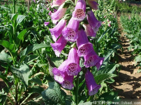 <a href='http://m.wuzhouwash.com/caohuazhongzi/1596.html' target='_blank'>毛地黃種子</a>