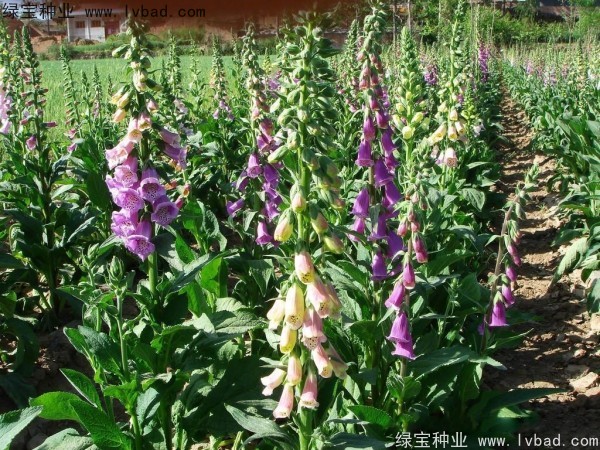 <a href='http://m.wuzhouwash.com/caohuazhongzi/1596.html' target='_blank'>毛地黃種子</a>