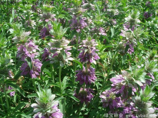 <a href='http://m.wuzhouwash.com/caohuazhongzi/1597.html' target='_blank'>美國薄荷種子</a>