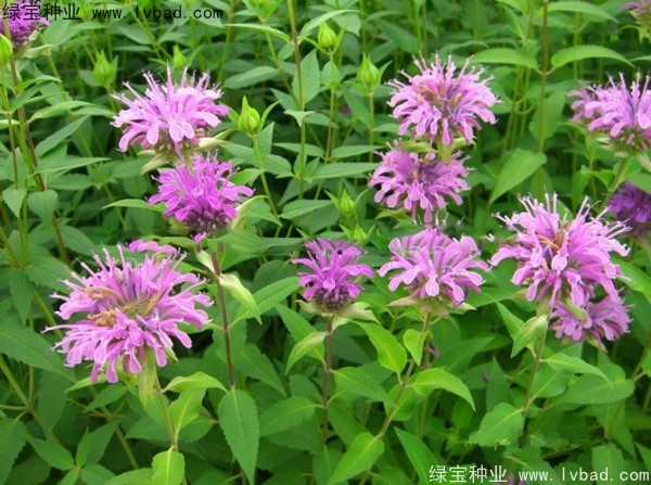 美國<a href='http://m.wuzhouwash.com/caohuazhongzi/1023.html' target='_blank'>薄荷種子</a>