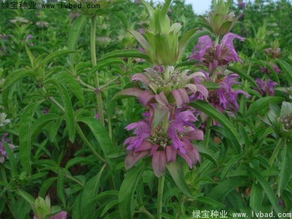 <a href='http://m.wuzhouwash.com/caohuazhongzi/1597.html' target='_blank'>美國薄荷</a>種子