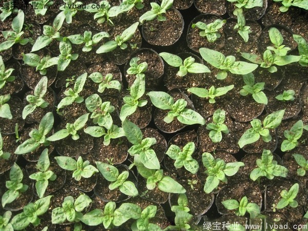<a href='http://m.wuzhouwash.com/caohuazhongzi/1602.html' target='_blank'>迷你向日葵</a>圖片