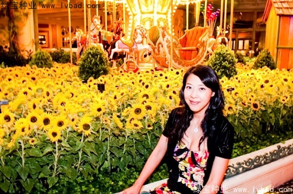迷你<a href='http://m.wuzhouwash.com/caohuazhongzi/97271.html' target='_blank'>向日葵</a>圖片