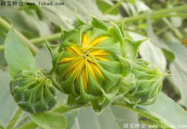 迷你向日葵圖片