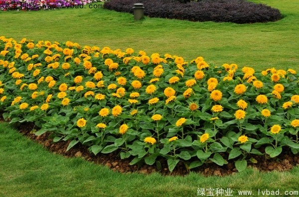迷你向日葵圖片