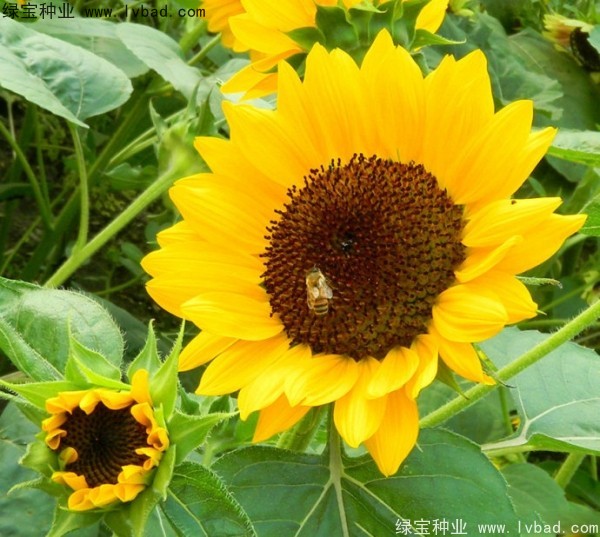 迷你向日葵圖片