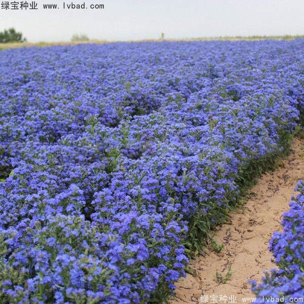 <a href='http://m.wuzhouwash.com/caohuazhongzi/1603.html' target='_blank'>南非牛舌草</a>