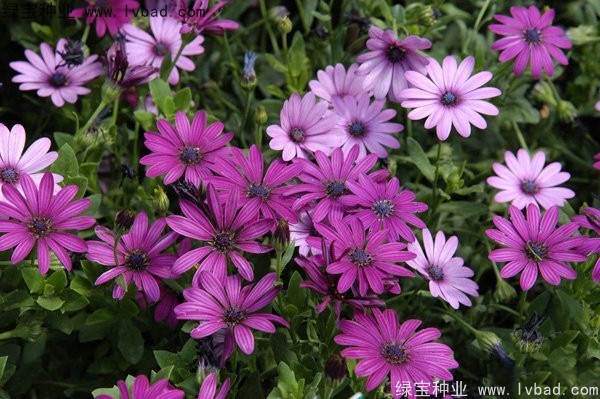 <a href='http://m.wuzhouwash.com/caohuazhongzi/1604.html' target='_blank'>南非萬壽菊種子</a>