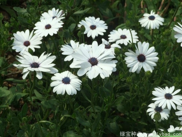 南非<a href='http://m.wuzhouwash.com/caohuazhongzi/1631.html' target='_blank'>萬壽菊</a>種子