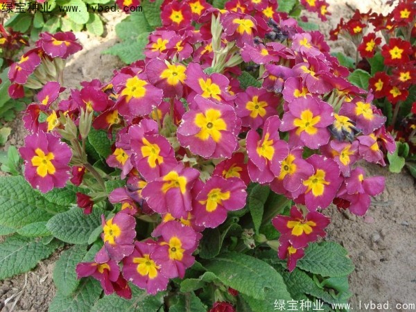 歐洲<a href='http://m.wuzhouwash.com/caohuazhongzi/1024.html' target='_blank'>報(bào)春花種子</a>