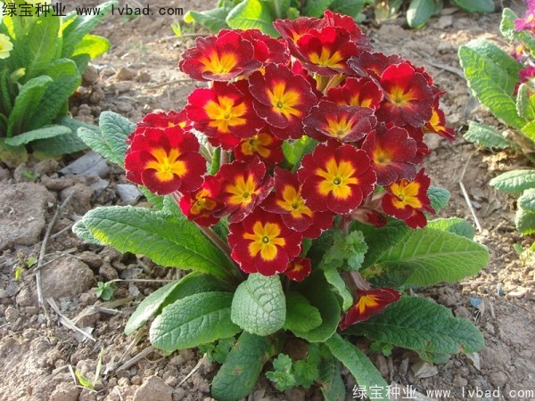 歐洲<a href='http://m.wuzhouwash.com/caohuazhongzi/1024.html' target='_blank'>報(bào)春花種子</a>
