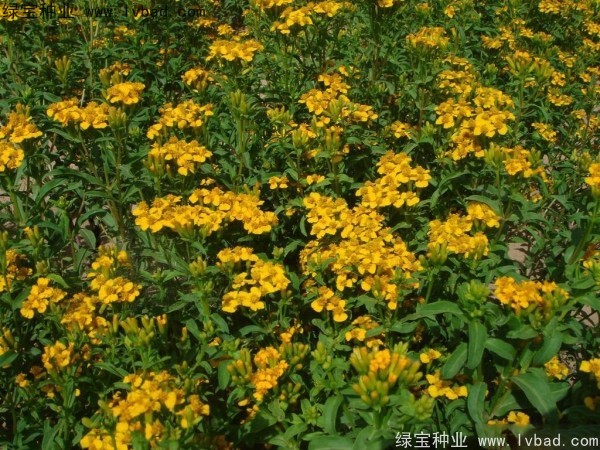 <a href='http://m.wuzhouwash.com/caohuazhongzi/1608.html' target='_blank'>七里黃種子</a>