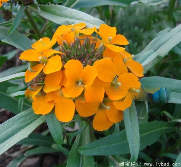 <a href='http://m.wuzhouwash.com/caohuazhongzi/1608.html' target='_blank'>七里黃種子</a>