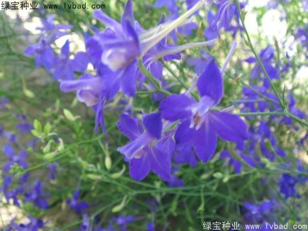 千鳥草種子