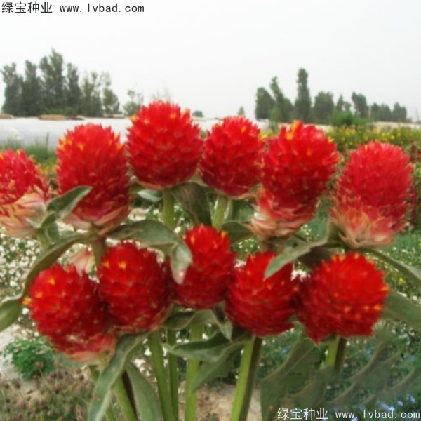 千日紅<a href='http://m.wuzhouwash.com/' target='_blank'>種子</a>