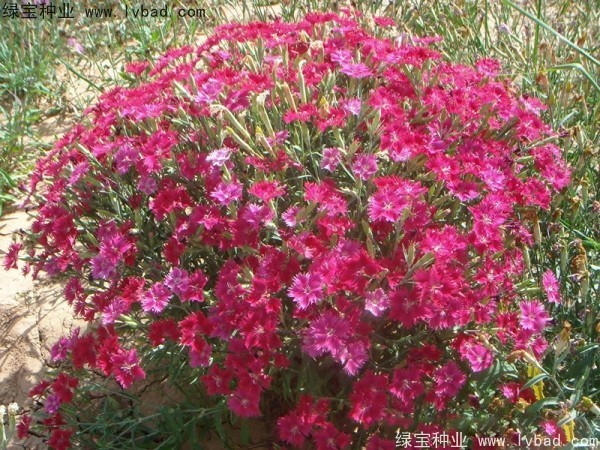 瞿麥<a href='http://m.wuzhouwash.com/' target='_blank'>種子</a>