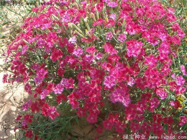 <a href='http://m.wuzhouwash.com/caohuazhongzi/1615.html' target='_blank'>瞿麥種子</a>