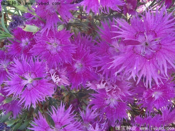<a href='http://m.wuzhouwash.com/caohuazhongzi/1615.html' target='_blank'>瞿麥種子</a>