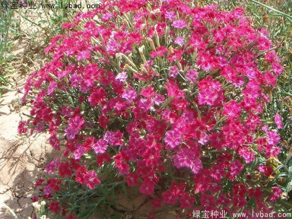 <a href='http://m.wuzhouwash.com/caohuazhongzi/1615.html' target='_blank'>瞿麥</a><a href='http://m.wuzhouwash.com/' target='_blank'>種子</a>