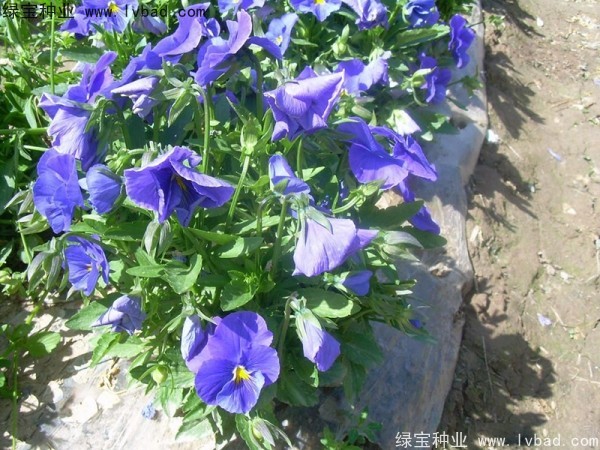 三色堇種子