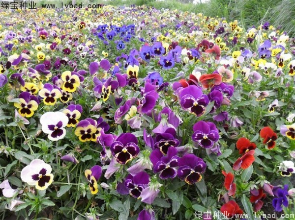 <a href='http://m.wuzhouwash.com/caohuazhongzi/1619.html' target='_blank'>三色旋花種子</a>