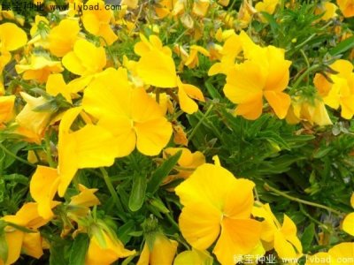 三色旋花種子
