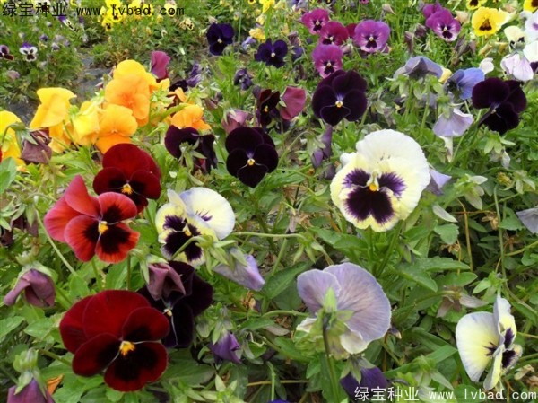 三色旋花<a href='http://m.wuzhouwash.com/' target='_blank'>種子</a>